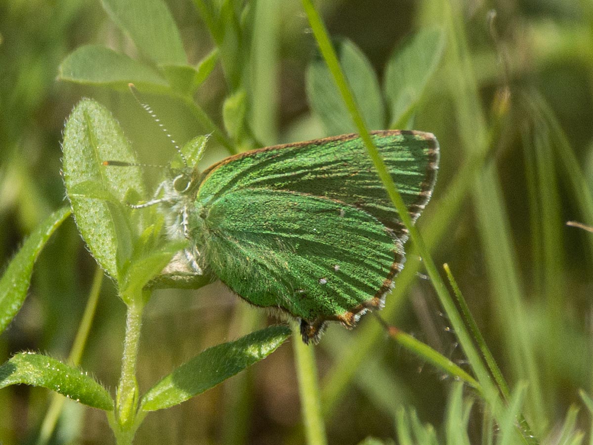 Habitus